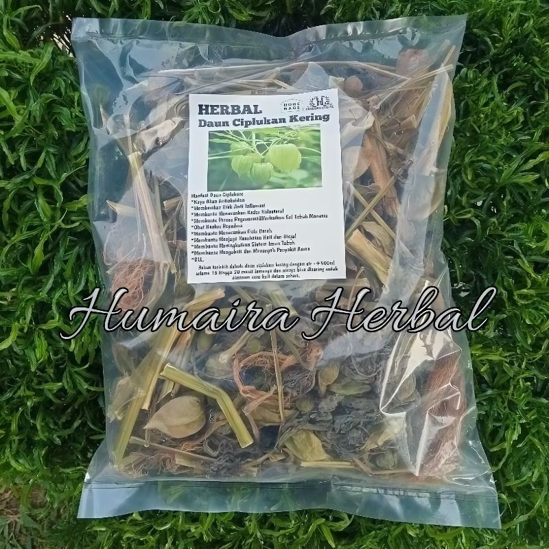 

CIPLUKAN KERING KEMASAN 100Gram Terdiri Dari Daun Batang Dan Buah Kering Siap Seduh
