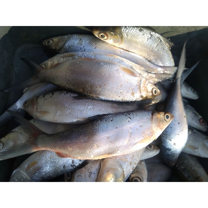 

ikan bandeng mentah fresh