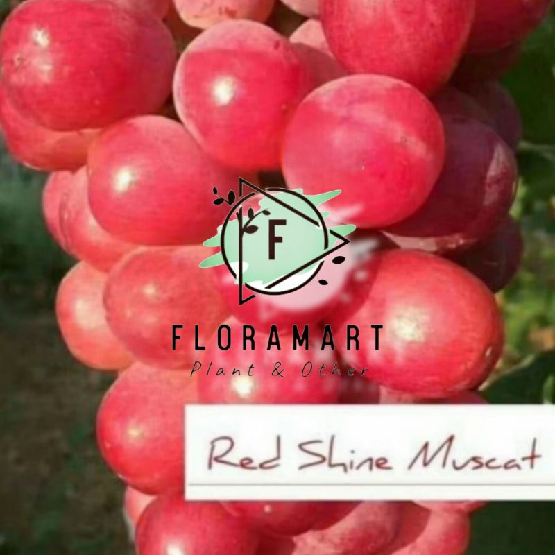 Bibit Anggur Import Red Shine Muscat Grafting
