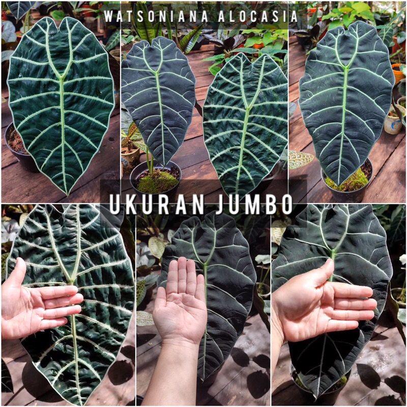KALIMANTAN ALOKASIA WATSONIANA JUMBO TANAMAN ALOCASIA WATSO DOFF DAN GLOSSY Asli Kalimantan