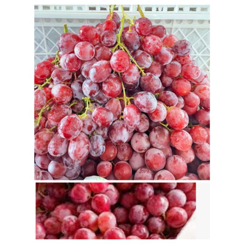 

Anggur Merah Manis