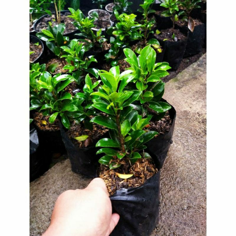 Bibit bonsai ficus elegan small
