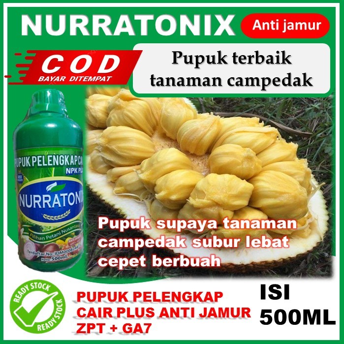 pupuk tanaman campedak NURRATONIX 500ML pupuk pelengkap Zpt plus Ga7 pupuk terbaik buah campedak