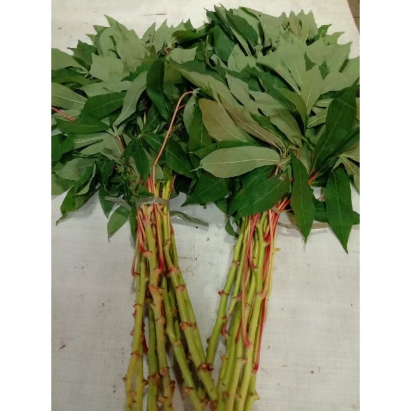 

daun singkong. 1ikat Rp. 4.000