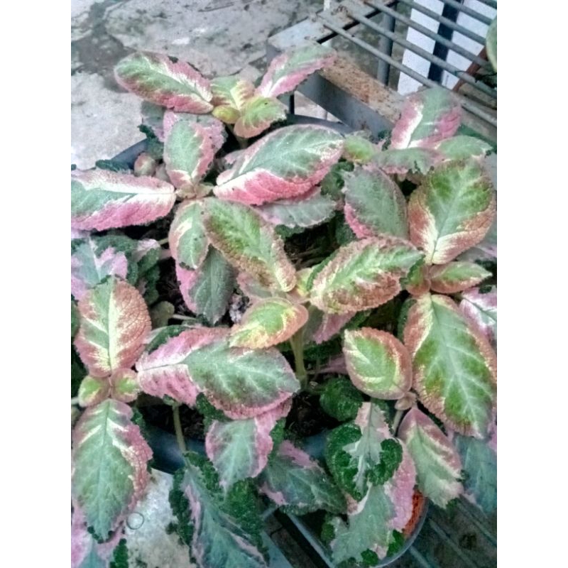 Episcia Picasso Picaso cantik menor
