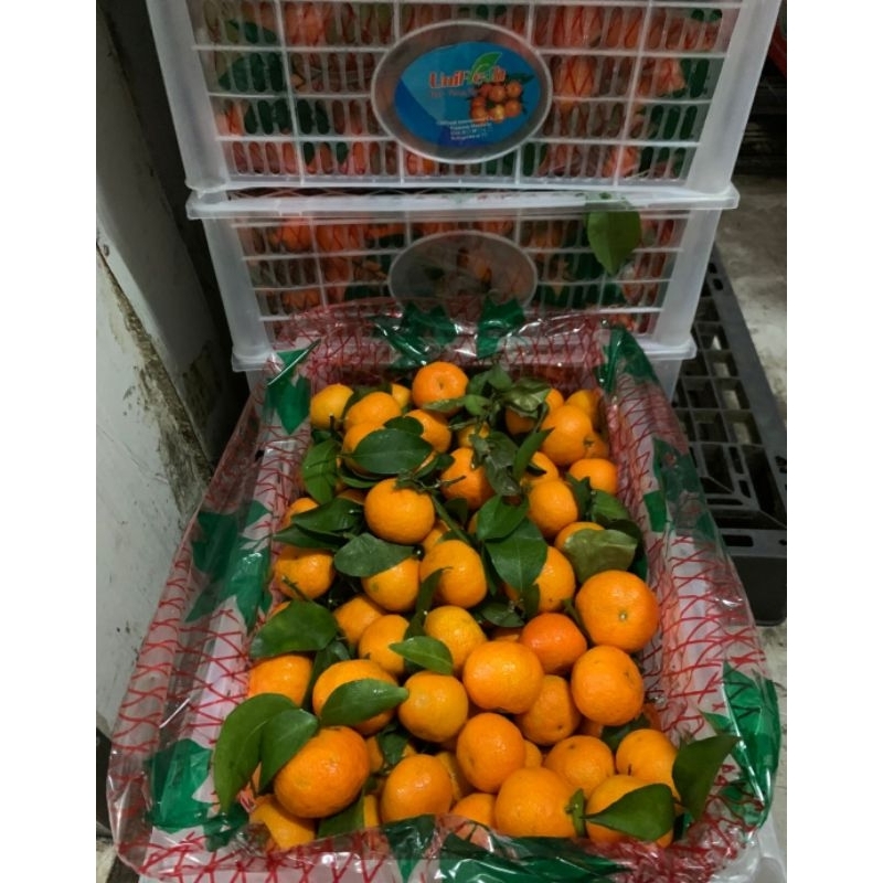 

Jeruk Santang Daun 1 Krat