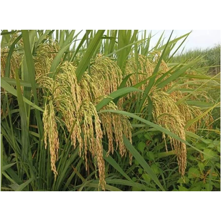 Benih Padi PMJ (Padi Malay Jumbo) 5kg - Bibit Padi PMJ Kemasan 5 kg