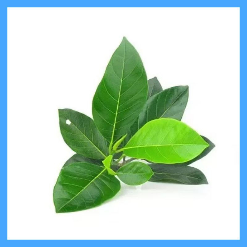 

Daun Nangka segar herbal alami (paket 50 lembar)