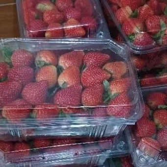 

Buah Stroberi 1 box Strawberry Ciwidey Organik