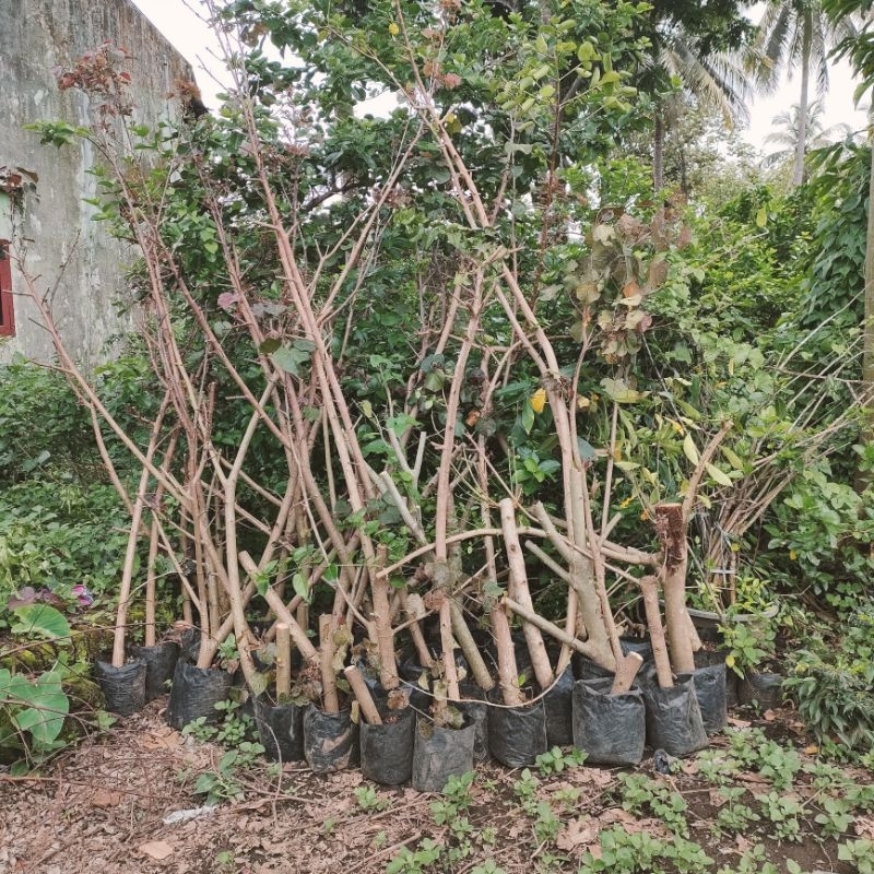 Bahan Bonsai Waru Merah Murah