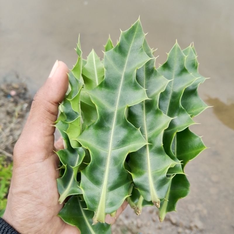 

Daun Jeruju l Daun Deruju