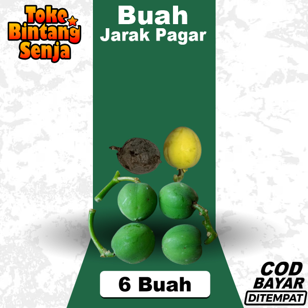 

Buah Jarak Pagar Per 6 Pcs Warna Tergantung Stok