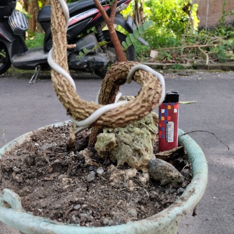 Bonsai Asem Jawa Meliuk On The Rock | Prospek Bonsai Asam Jawa