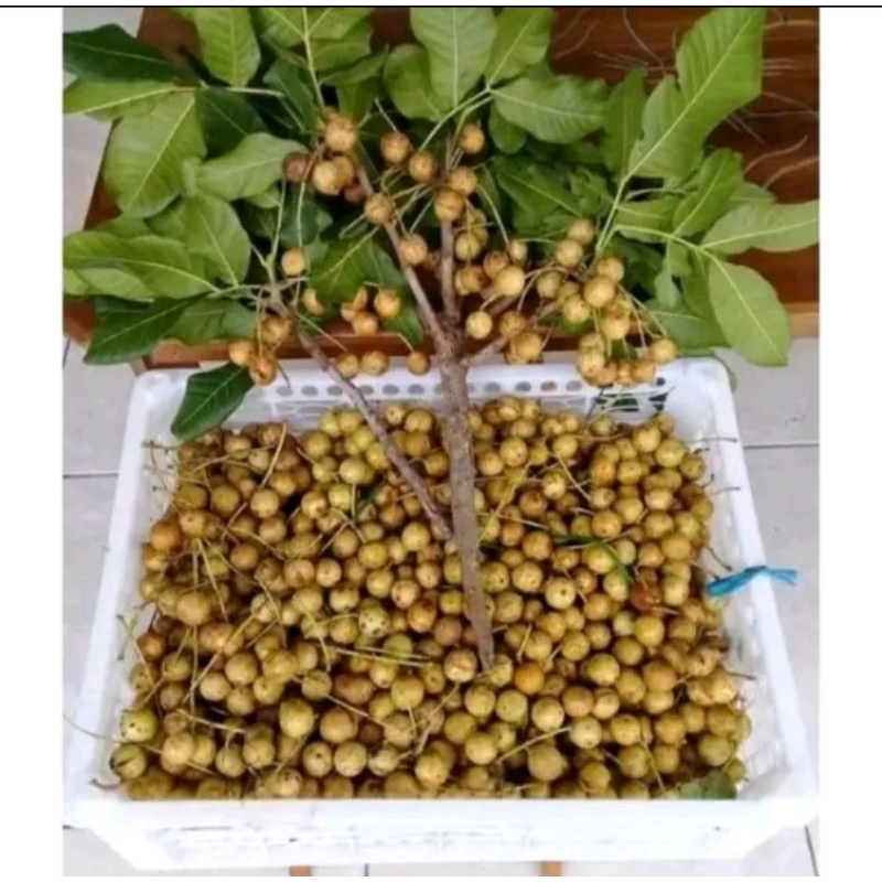 

Kosambih Asam Manis 500gram (1/2) ready siap kirim