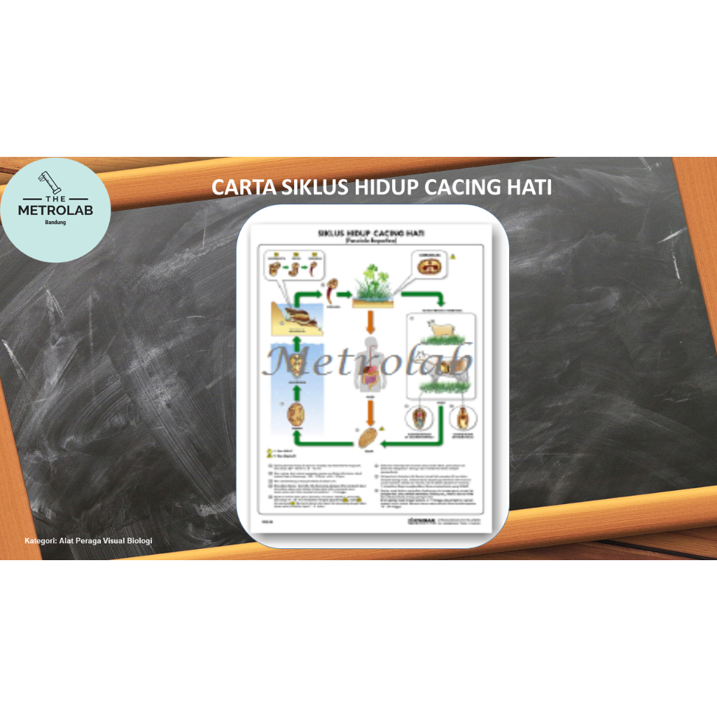 

Carta Siklus Hidup Cacing Hati uk. 70 x 100 cm, Art Paper 230 gr, dengan List Kaleng Atas-Bawah