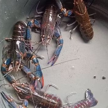 

lobster jantan 4inc