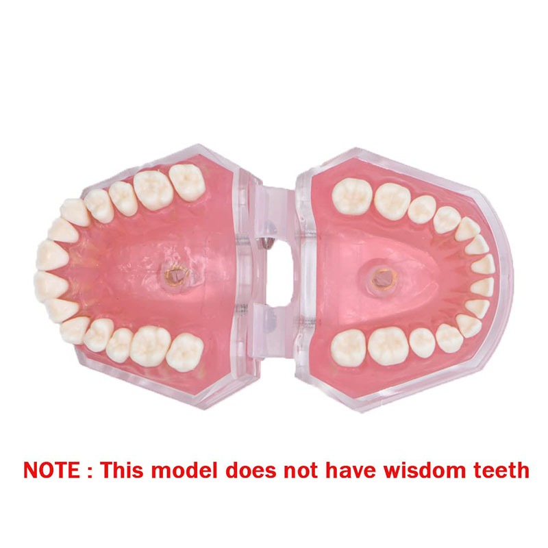 Dental Model Study Studi Gigi Lepasan Phantom Pantum Gigi Lepas Rubber RB7
