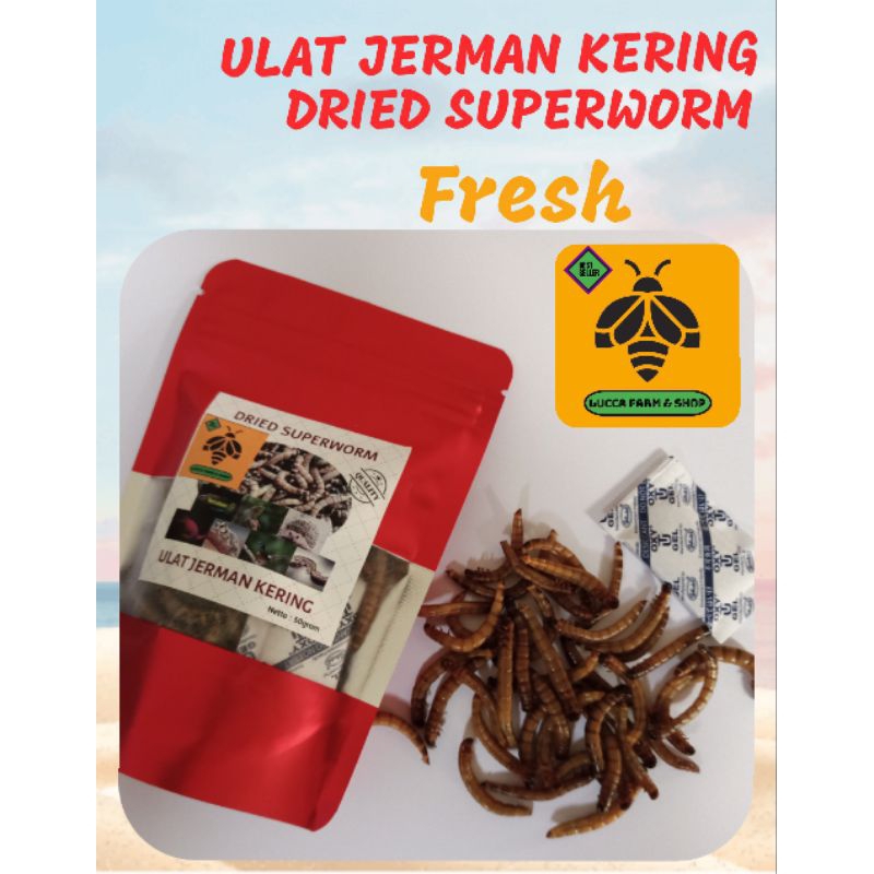 MURAH & BERKUALITAS ULAT JERMAN KERING/DRIED SUPERWORM