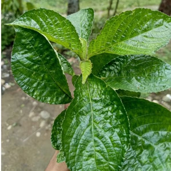 

daun keji beling untuk obat herbal