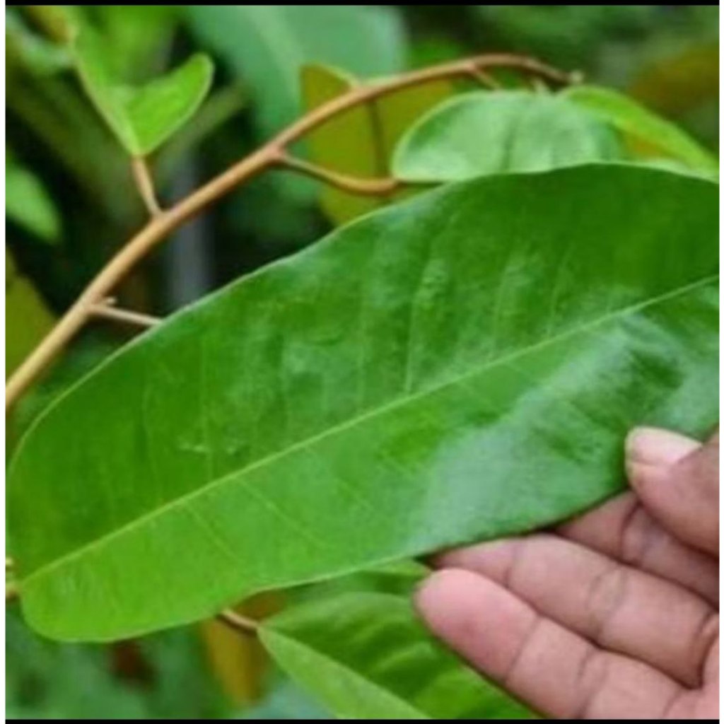 

50 Lembar daun durian segar petik langsung