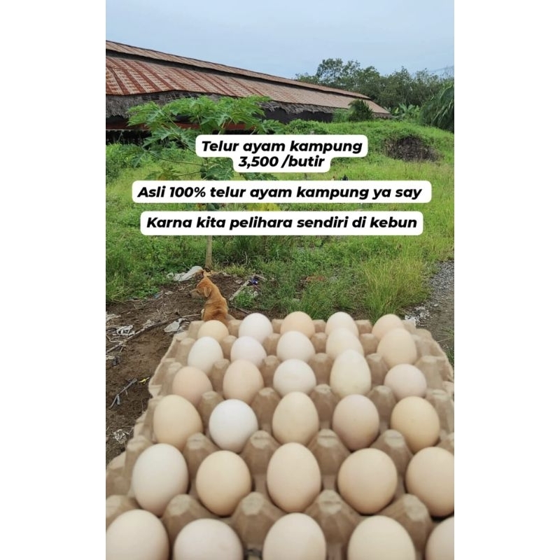 

telur ayam kampung asli dari kebun palembang