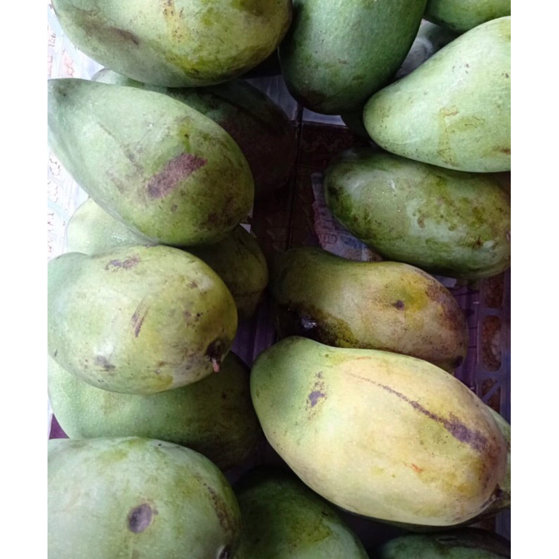 

Mangga Harum manis