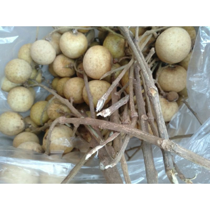 

BUAH KELENGKENG LENGKENG manis