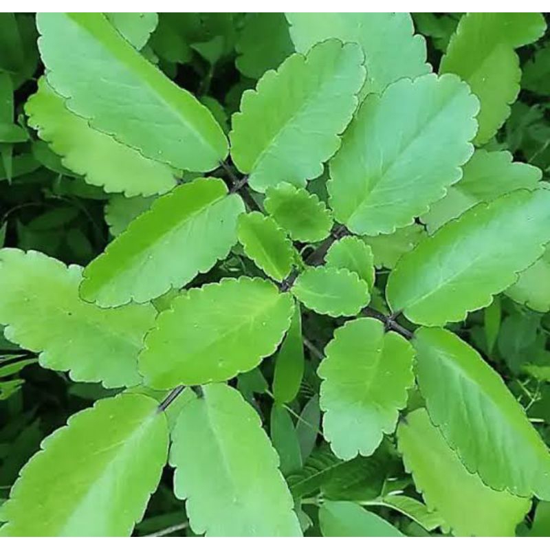 

daun cocor bebek / daun buntiris segar 250 gram