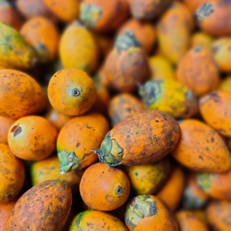 

Buah Pinang Matang 1kg BuahJambe Tua Matang di Pohon