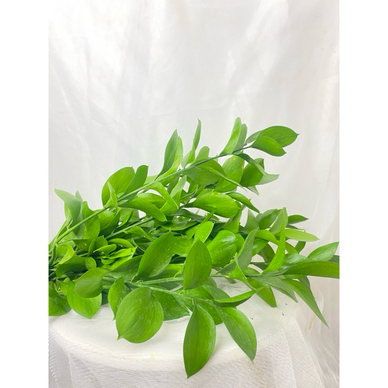 RUSKUS (DAUN DAN BUNGA POTONG)