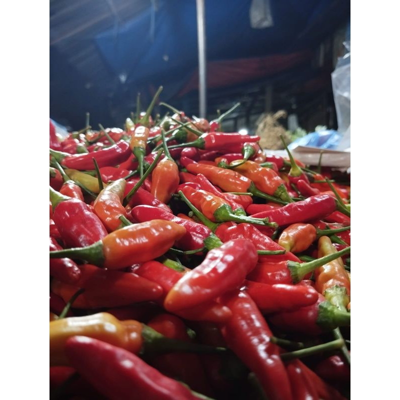 

CABE RAWIT MERAH SETAN 1/4