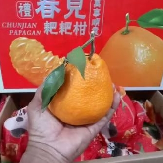 

GIFT JERUK DEKOPON HAMPRES XXL DI OBRAL GEROSIR