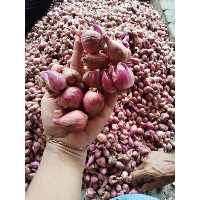 

brambang nganjuk tua