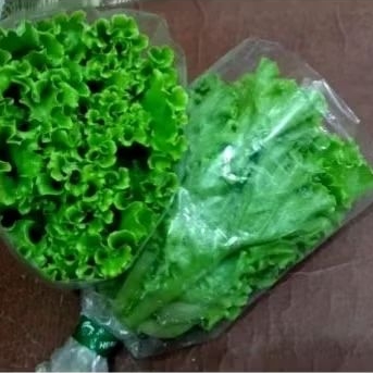 

Sayur Selada