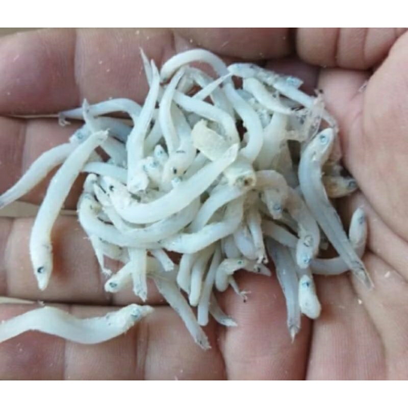 

Teri Nasi Medan Super premium 500 Gram