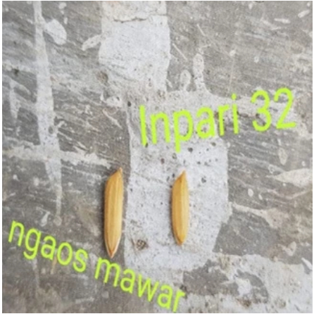 Benih Padi Ngaos Mawar Kemasan 5kg - Bibit Padi Unggul Ngaos mawar 5kg