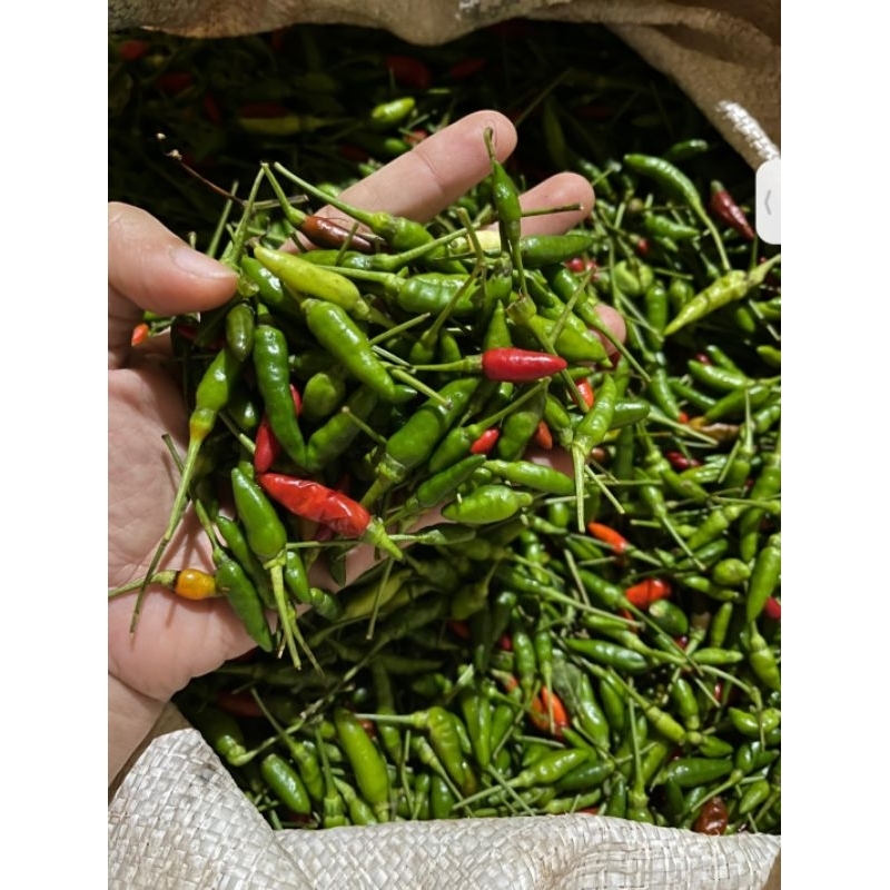 

CABE RAWIT ASLI LAMPUNG 500gram