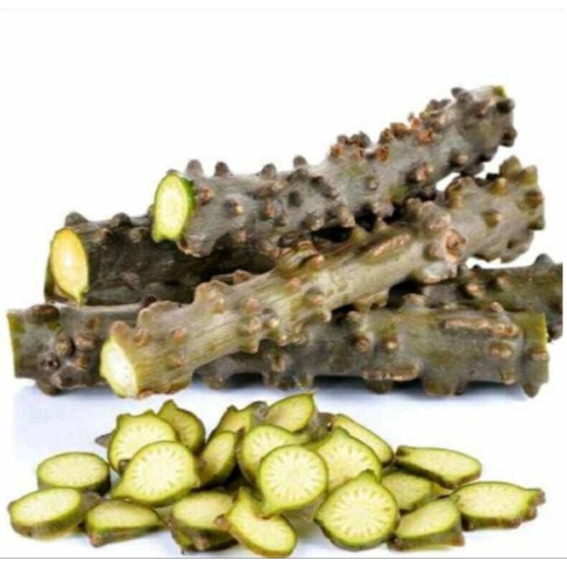 

Batang brotowali segar 500 gram petik langsung