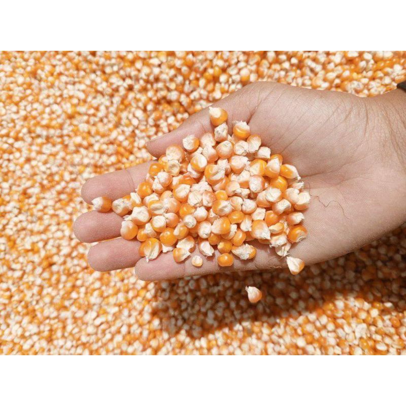 

jagung tanggung per1kg