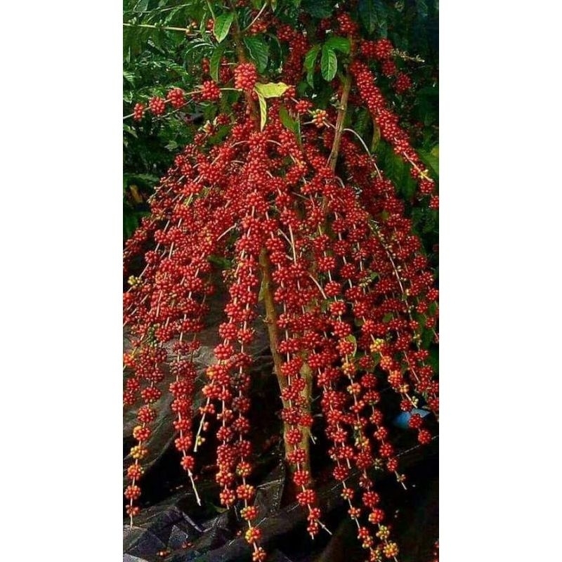 BIBIT TANAMAN KOPI TORABIKA GENJAH (BELI 4 GRATIS 1)