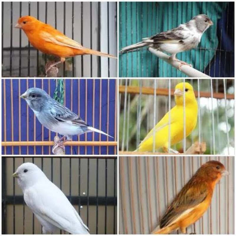 KENARI LOKAL SUPER sortiran jantan