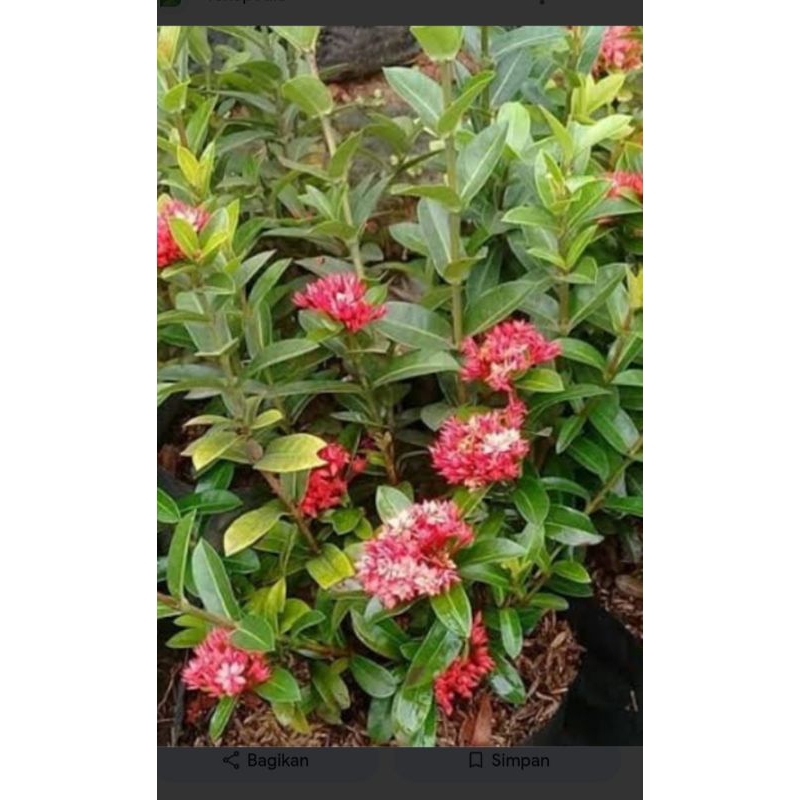 tanaman hias Soka India bunga Asoka india