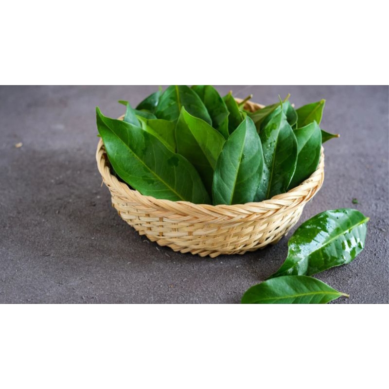 

Daun Salam
