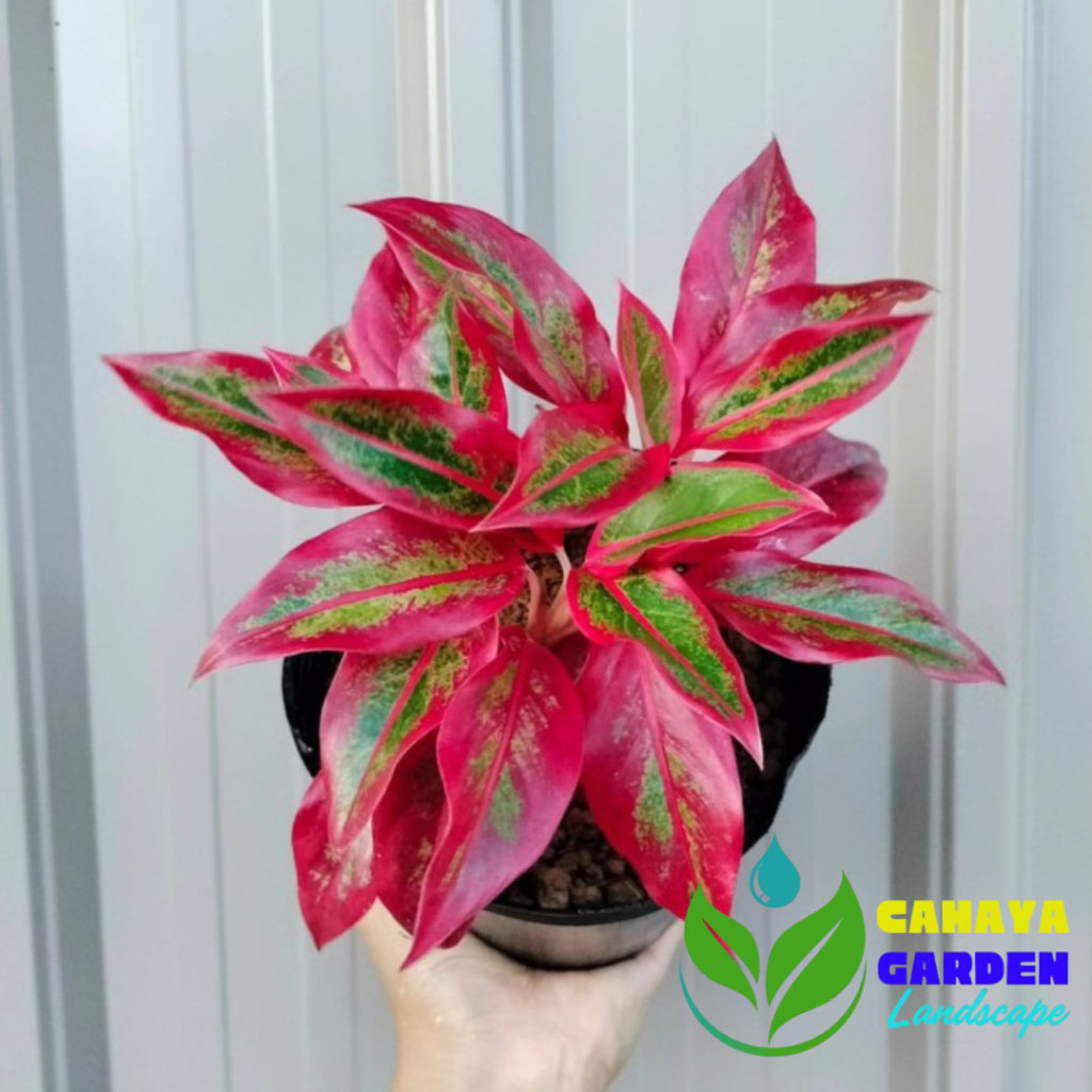 Aglonema lipstik siam aurora - Aglonema lipstik