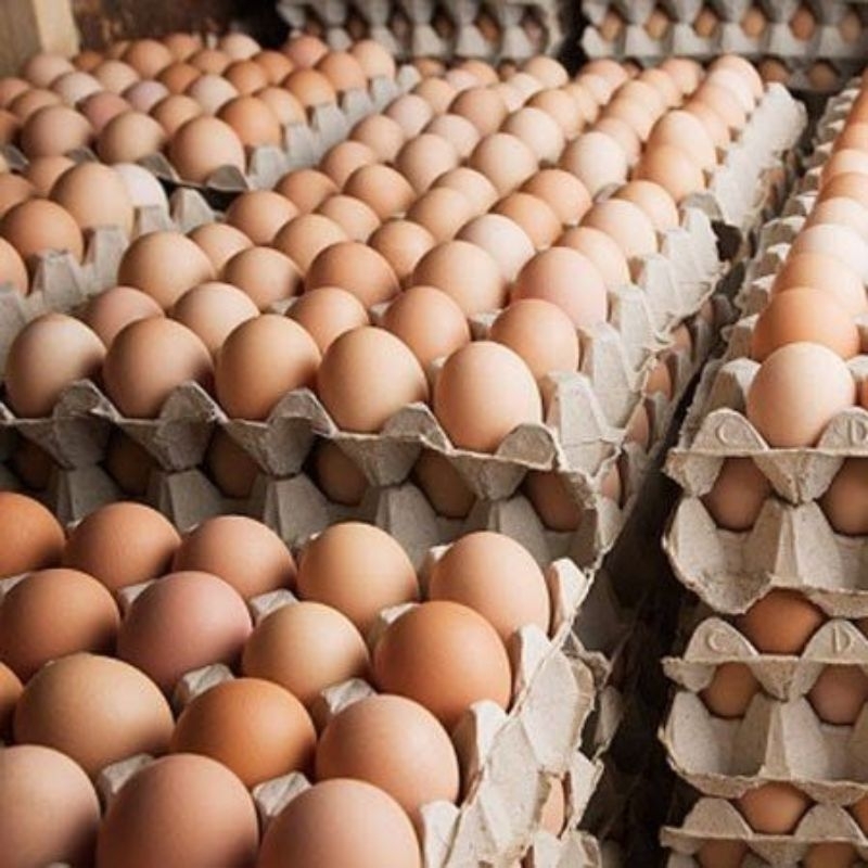 

Telur Ayam
