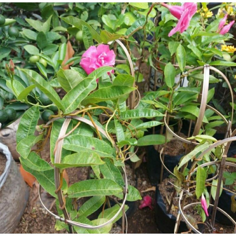 Lee Kwan yew 1 meter