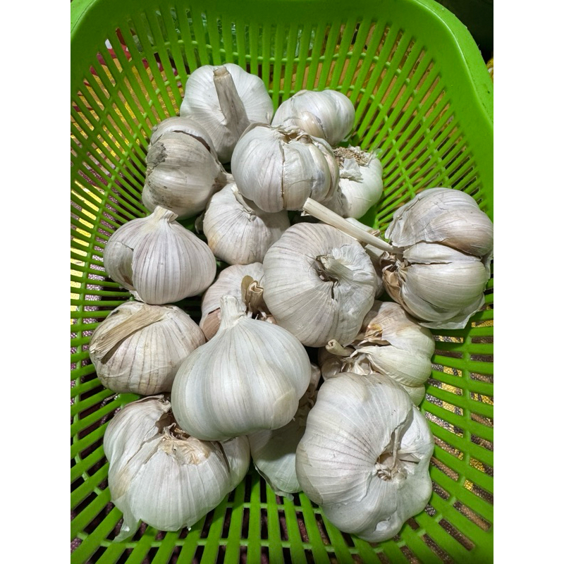 

bawang putih wangi
