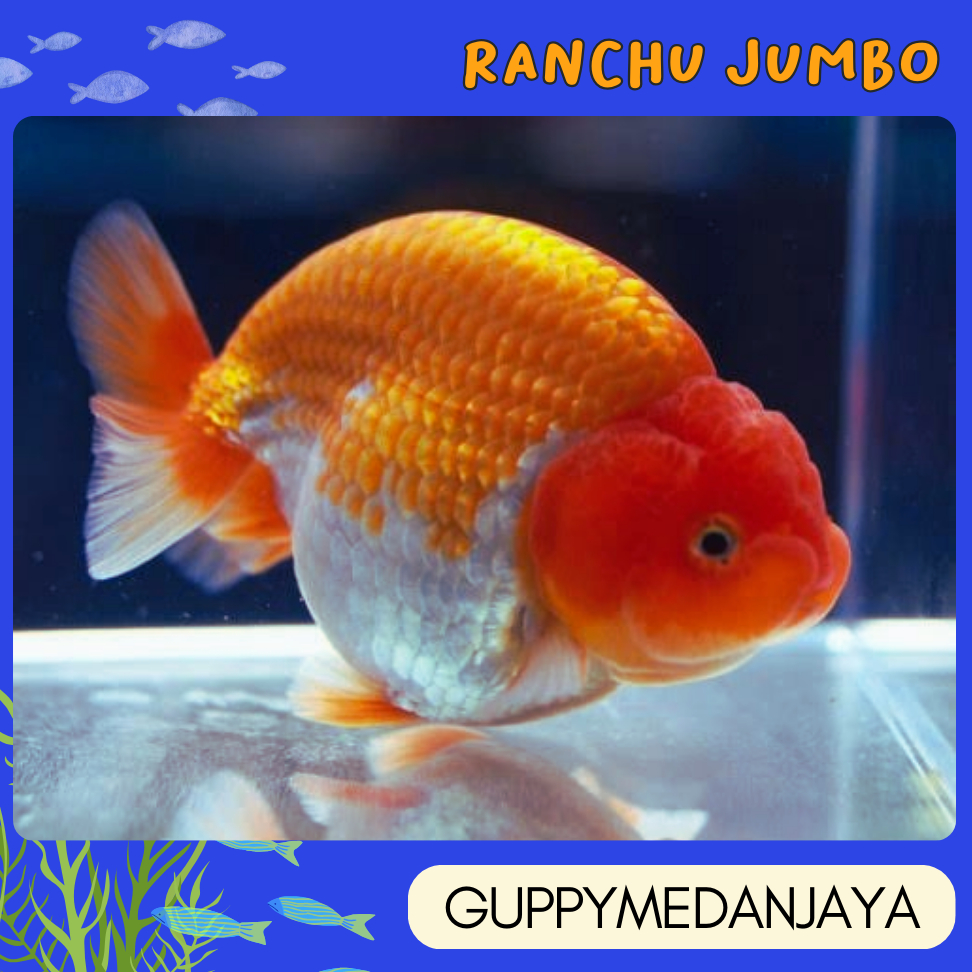 ikan hias JUMBO MAS KOKI GOLDFISH RANCHU BUFFALO LIONHEAD LIONCHU ranchu kualitas bulat size 9-12 cm