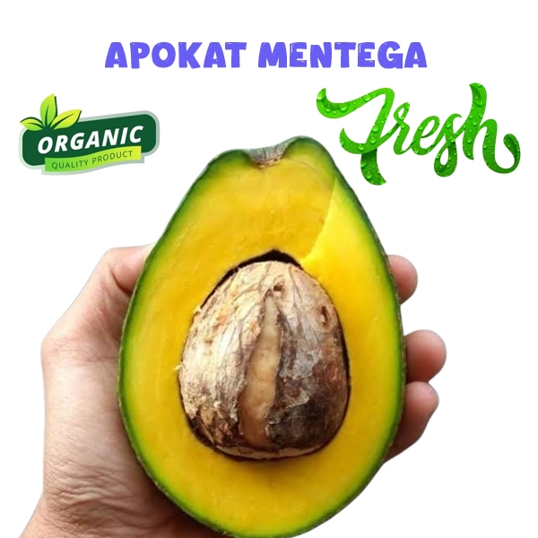 

alpokat mentega SUPER isi 5 dalam 1 kg bergaransi apokat aligator avokat miki dari wonogiri