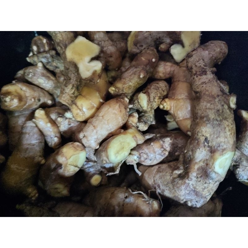 

kunyit putih fresh, Langsung dari kebun